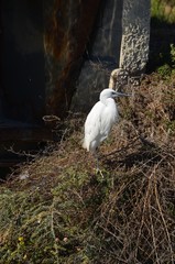 Aigrette garzette (Egretta garzetta)