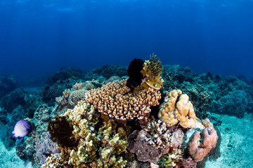 Rays of sunlight illuminate hard and soft corals on a tropical reef