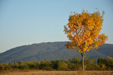  Autumn yellow tree on a scorched field against a background of mountain and forest