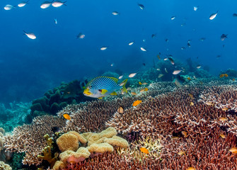 Fototapeta na wymiar Sweetlips on a coral reef