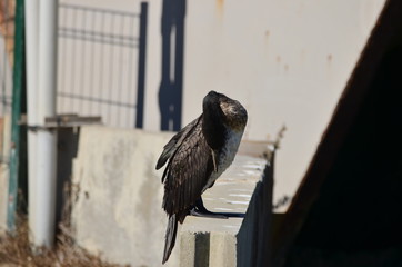 Grand Cormoran (Phalacrocorax carbo)