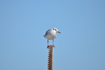 Mouette rieuse (Chroicocephalus ridibundus)