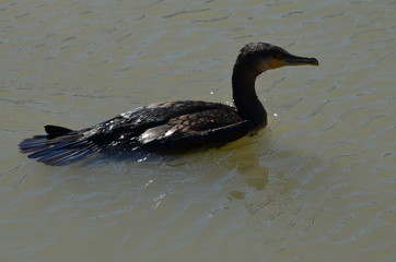 Grand Cormoran (Phalacrocorax carbo) 