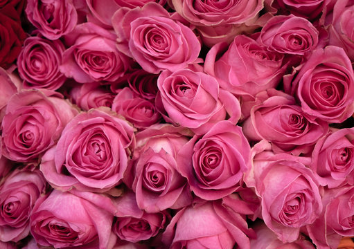 Pink roses bunched tightly together