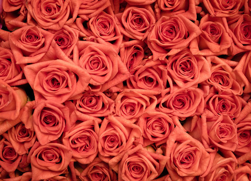 Orange roses tightly bunched together