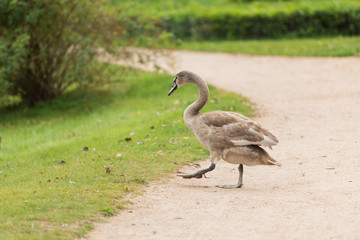 swans on the shore of the lake