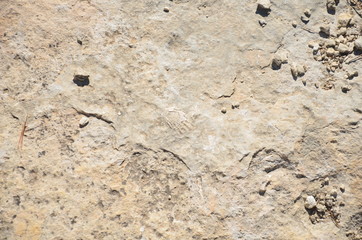 Fossile de coquillage