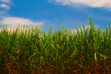 Agricultura Cana de Açúcar