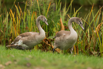 swans on the shore of the lake