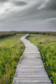 Boardwalk in Marsh