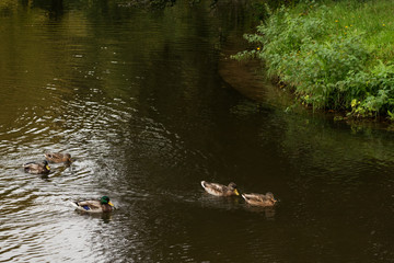beautiful landscape with a lake