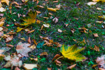 autumn, leaves