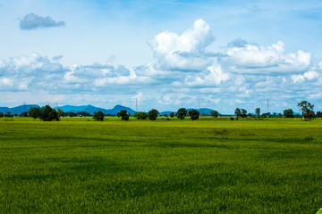 Field background with blue sky