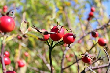 Briar berries growing on branches of a bush.