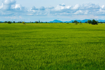 Field background with blue sky