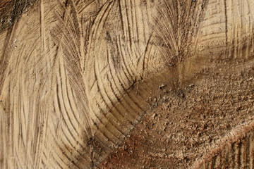 Wood texture of cutted tree