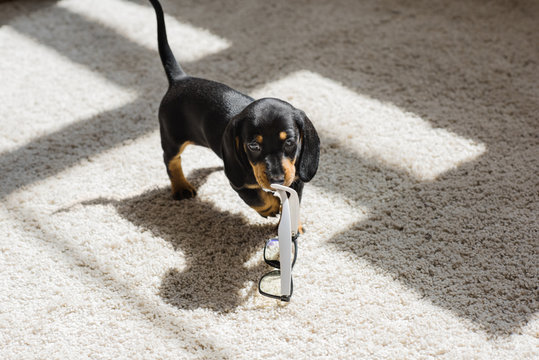 Little puppy playing