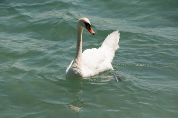 Schwan