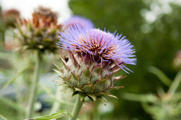 Distel Blüte