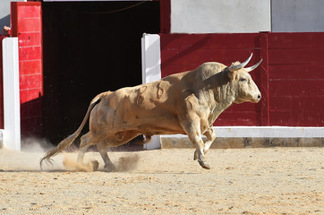 toro