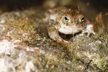Natterjack Toad