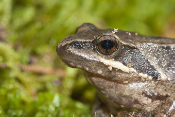 frog eye