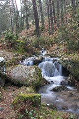 Obraz premium pine forest river