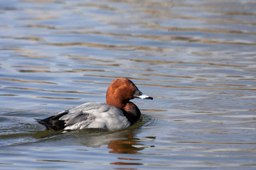 Common pochard