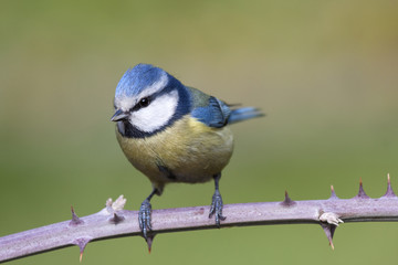 Blue tit on the branch