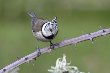 Lophophanes cristatus