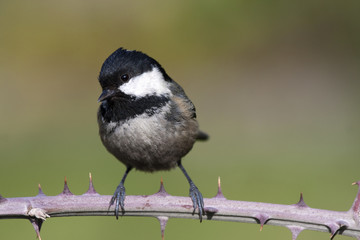 Coal tit