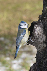 blue tit on trunk
