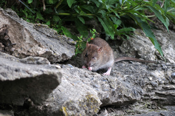 rat