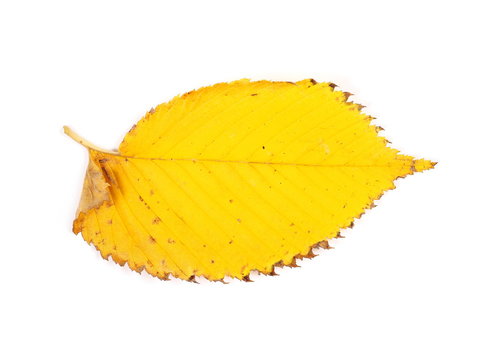 Yellow autumn leaf isolated on white background