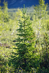 Spruce in the tundra, Kola Peninsula, Russia.