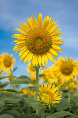 Closeup sunflower in a field of sunflowers