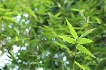 bamboo leaves