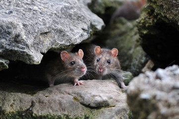 rat