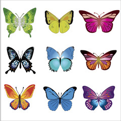Fototapeta na wymiar butterfly Vector Set