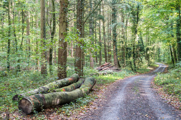 Markierte Baumstämme im Wald