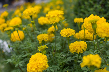 yellow calendula flower