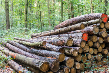 Markierte Baumstämme im Wald
