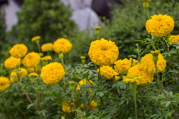 yellow calendula flower