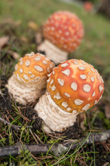 Fliegenpilz