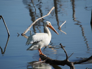 Pelican