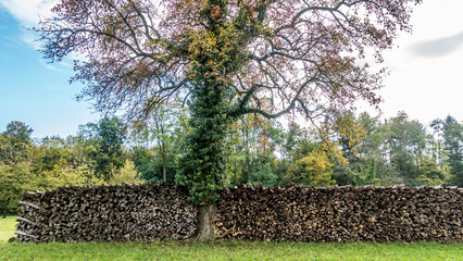 Brennholzlager im Herbst © focus finder