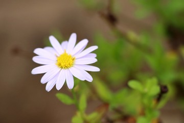 daisy flower field