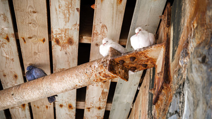 white doves and pigeons sitting under wooden bridge
