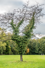 Obraz premium Efeu am Baum