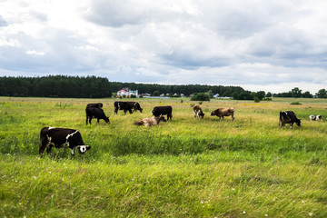 Fototapeta na wymiar Cows on a summer pasture